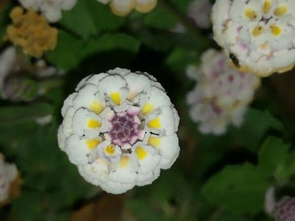 Fila nodiflora 6