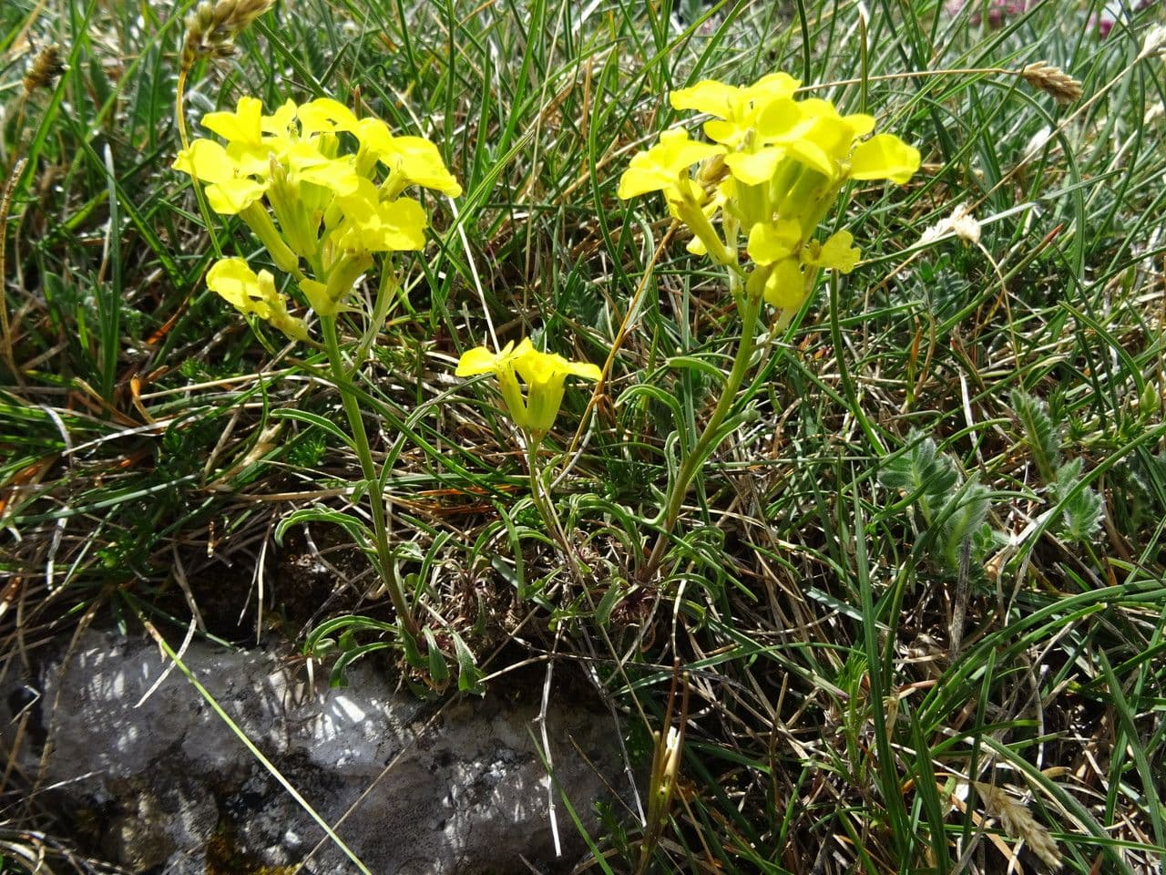 Erysimum rhaeticum 20