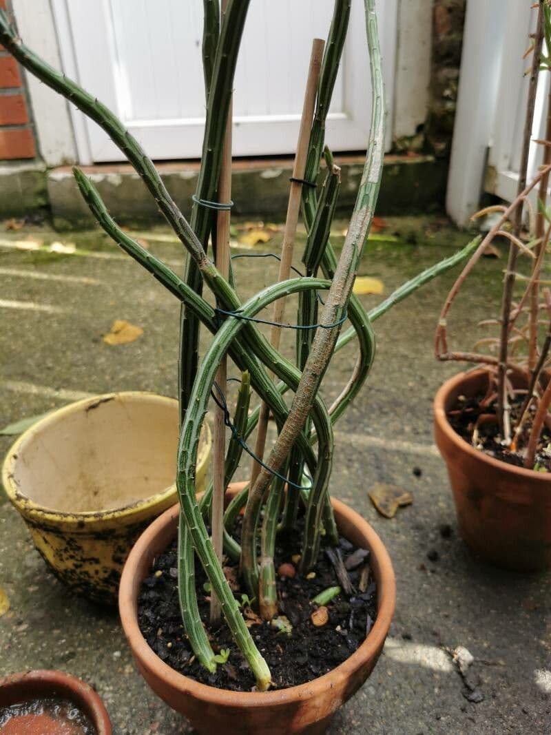 Kleinia 10