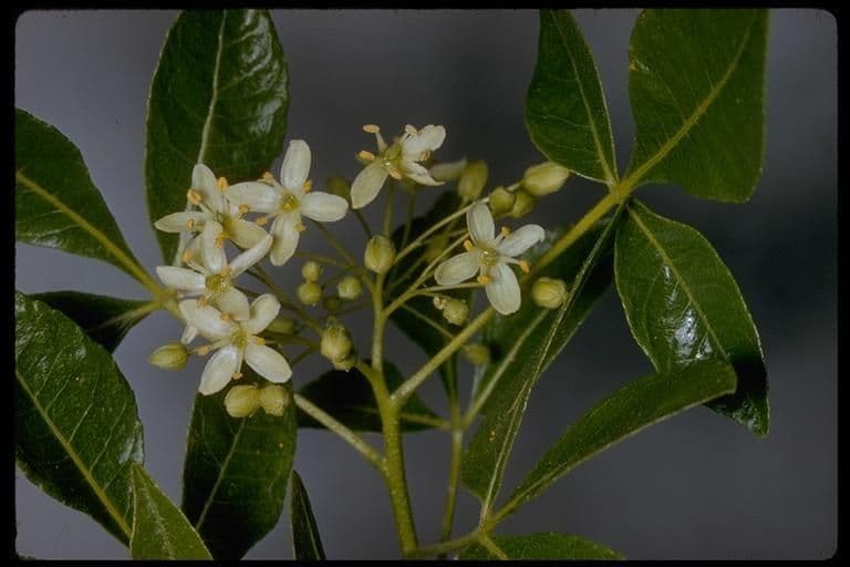 Ptelea crenulata 9