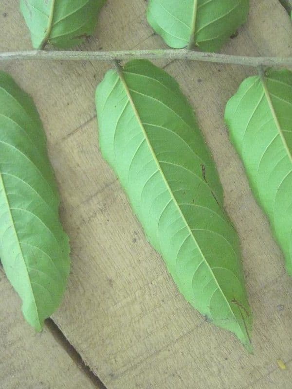 Banara 7