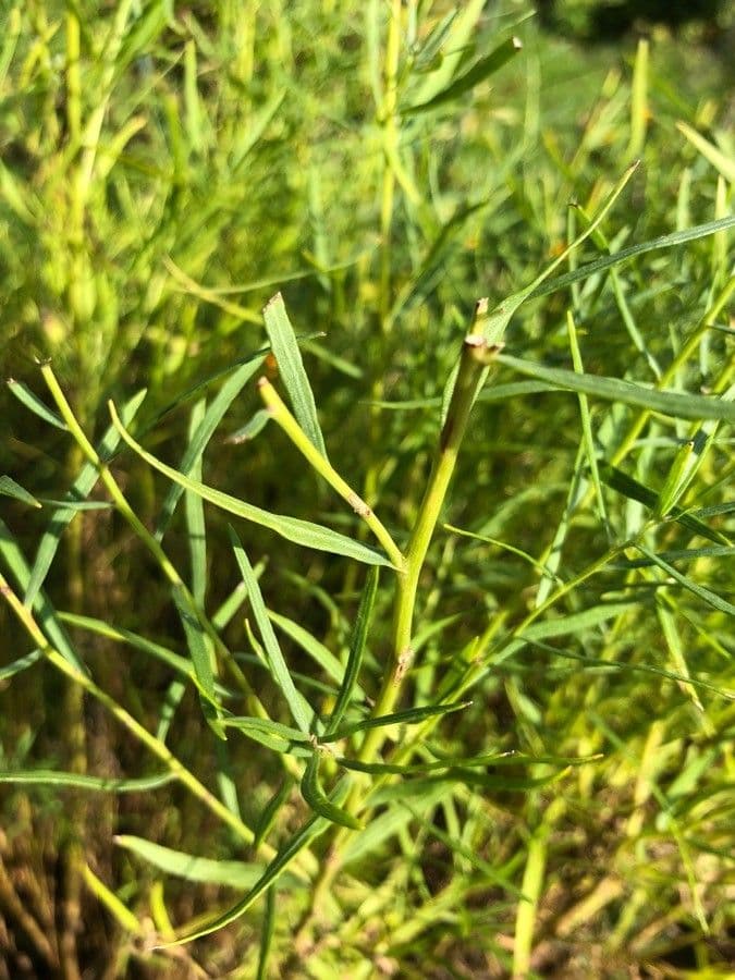Euthamia graminifolia 19