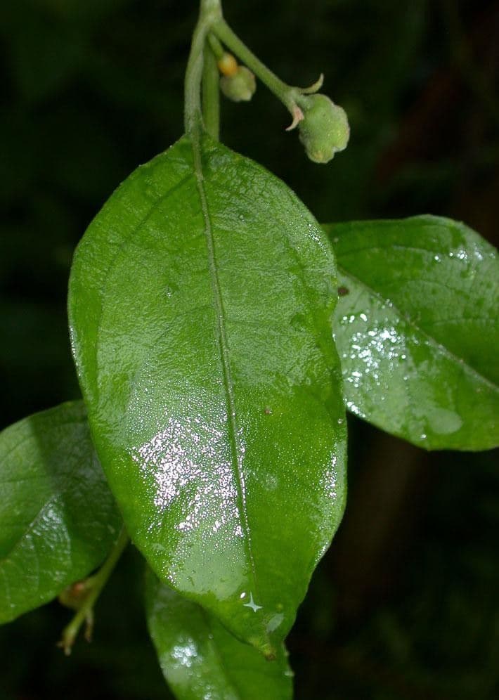 Cayaponia racemiforme 11