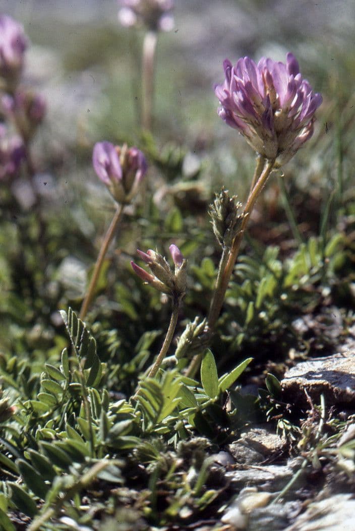 Astragalus 8