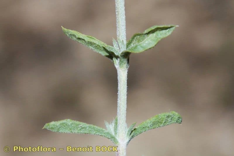 Sideritis 3