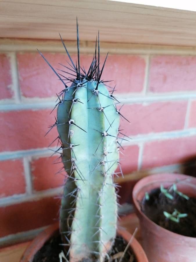 Cactus candelabro