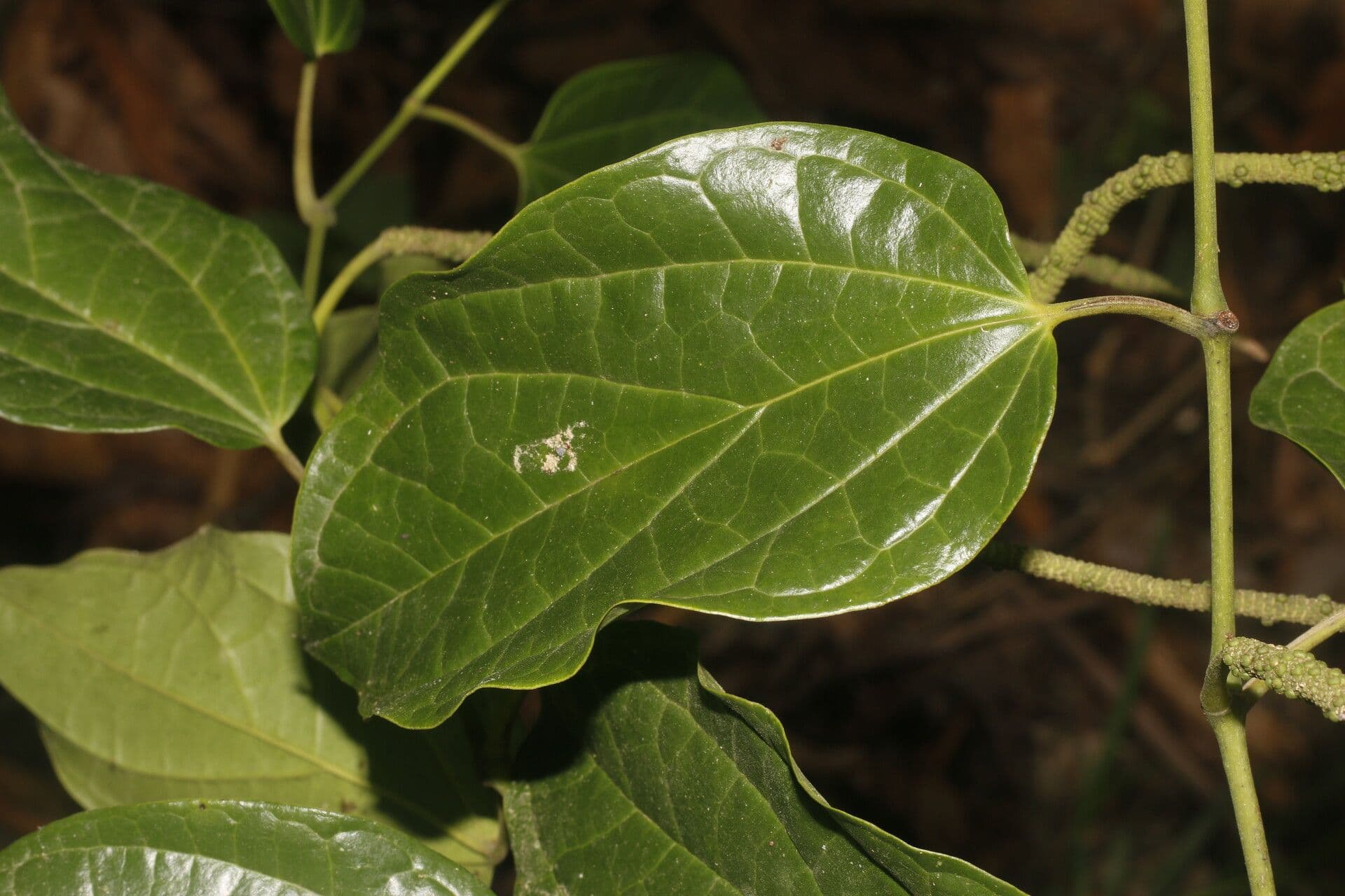 Pepier 11
