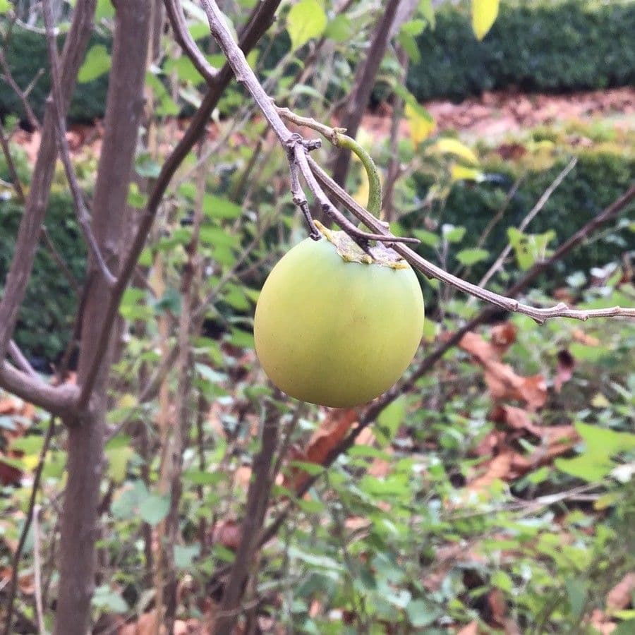 Lycianthes 4