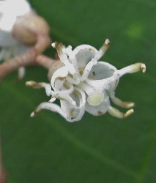 Miconia 6
