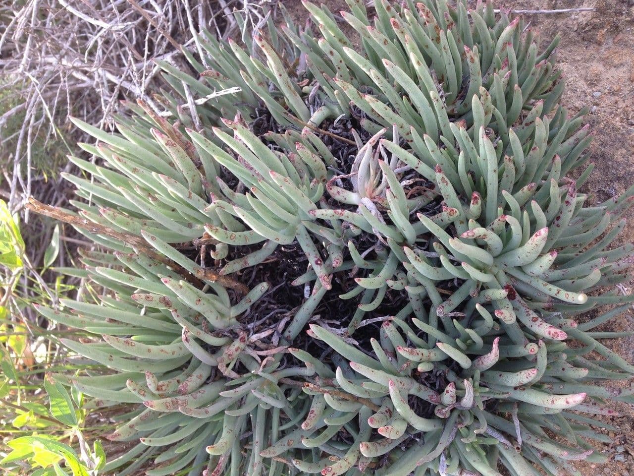 Dudleya 7