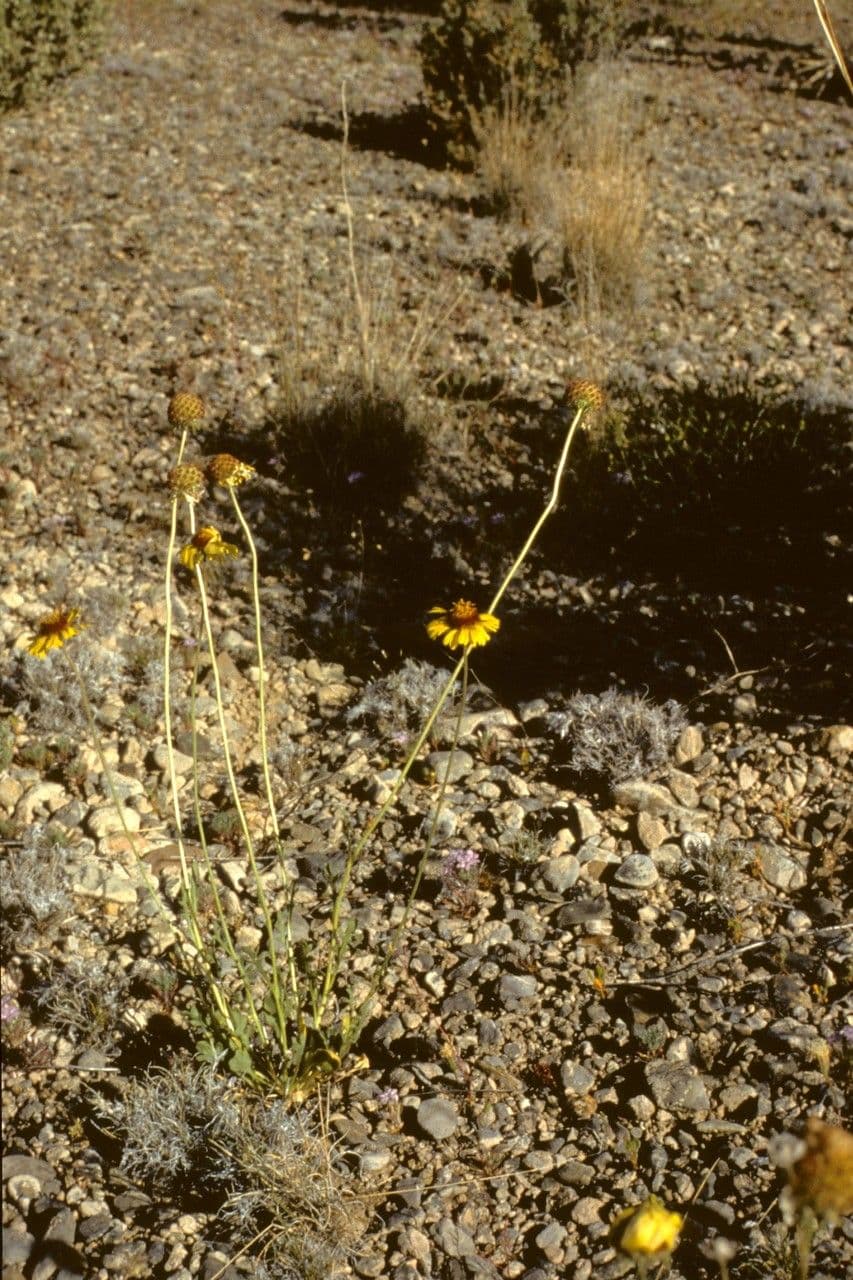 Gaillardia pennatifida 9