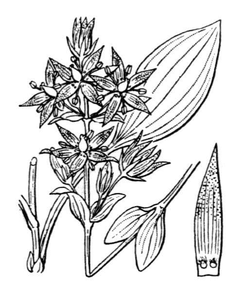 Suertia 28