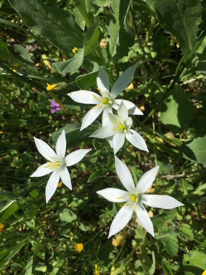 Ornithogalum gussonei 6