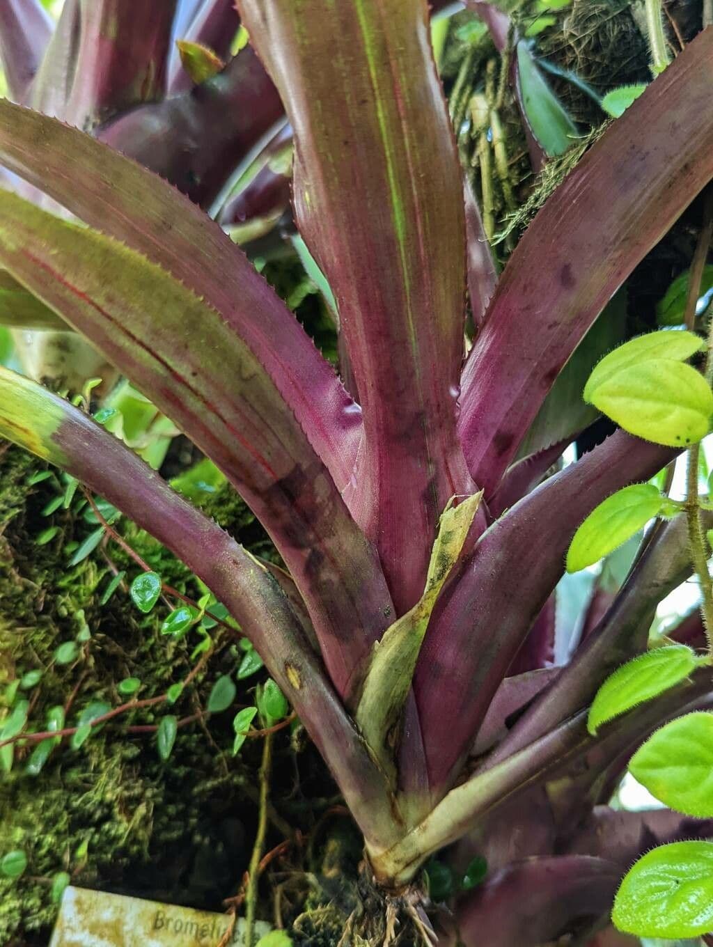 Nidularium purpureo 2