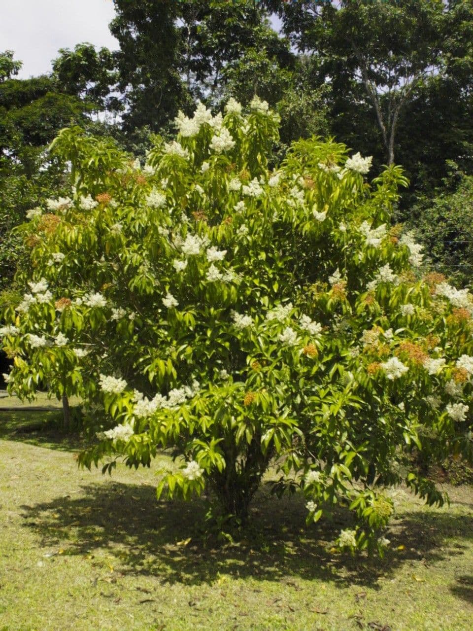 Miconia 10