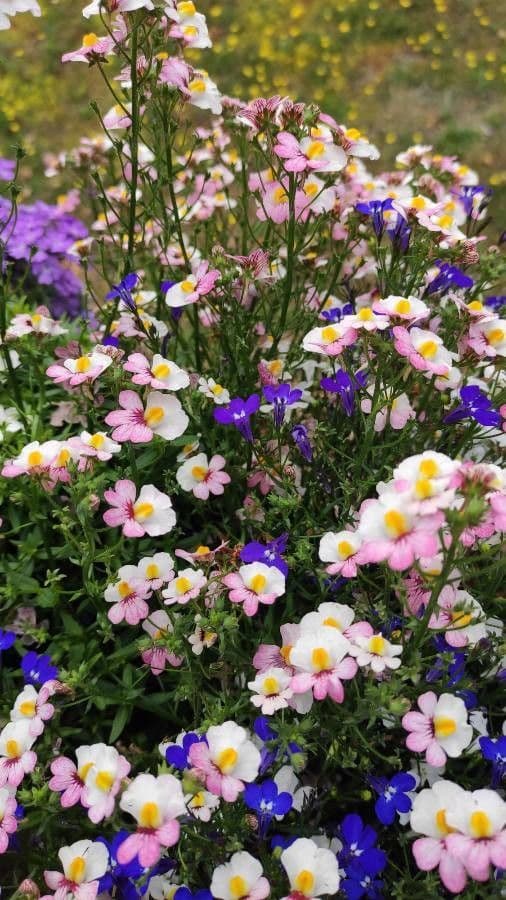 Nemesia 8