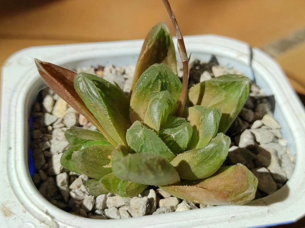 Hawortia Coopera 8