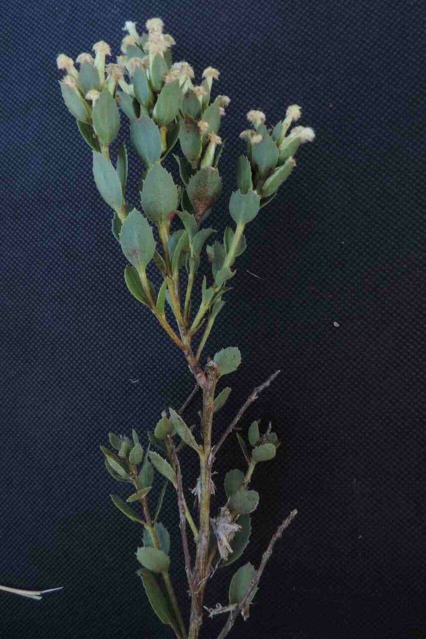 Baccharis 7