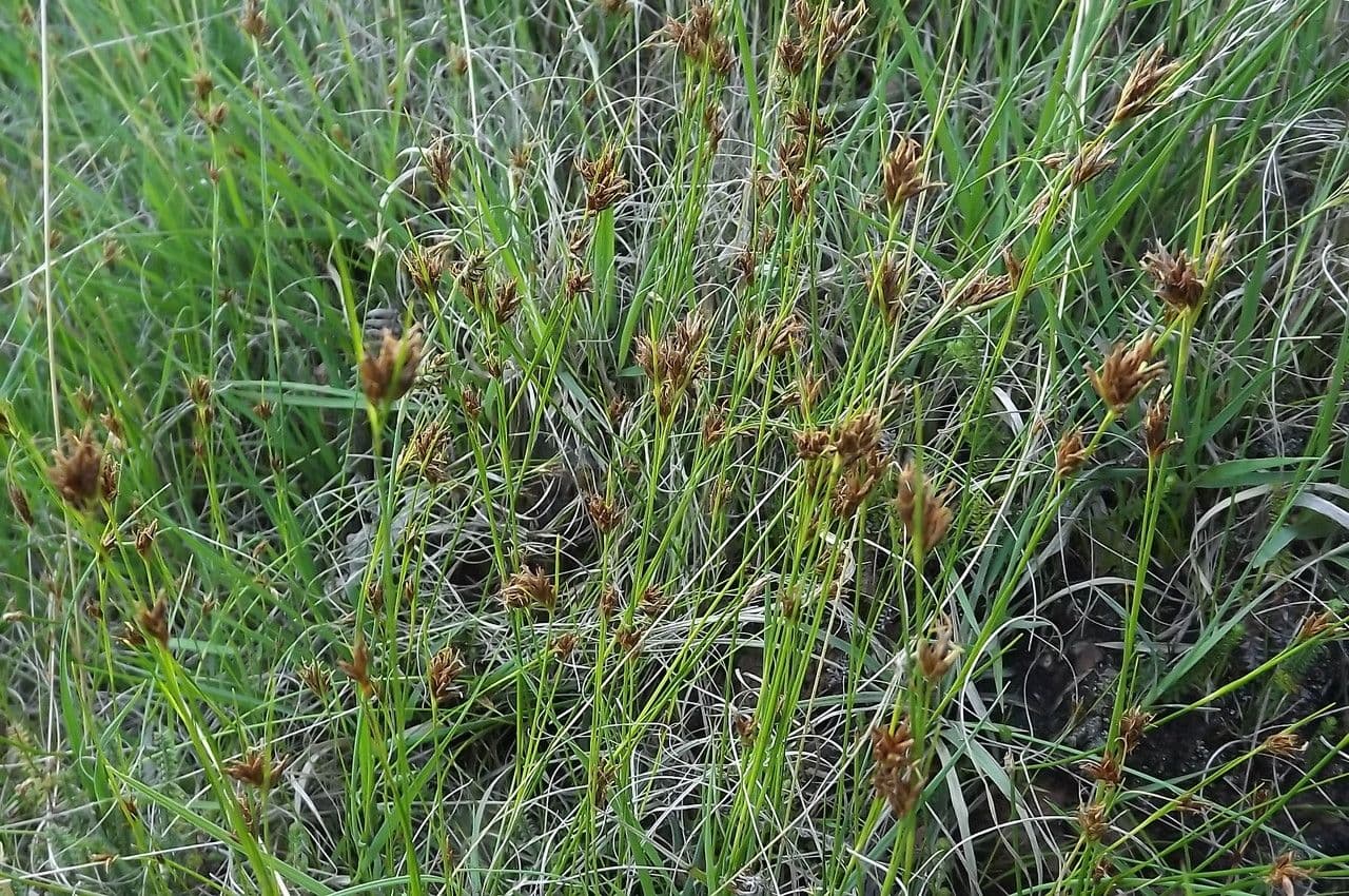 Rincoespora parda 18