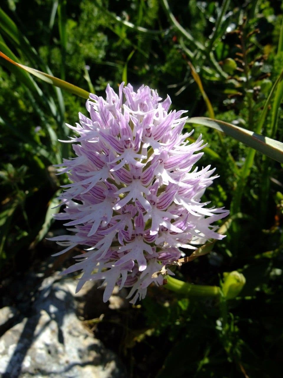 Orchide Uomo Nudo 6