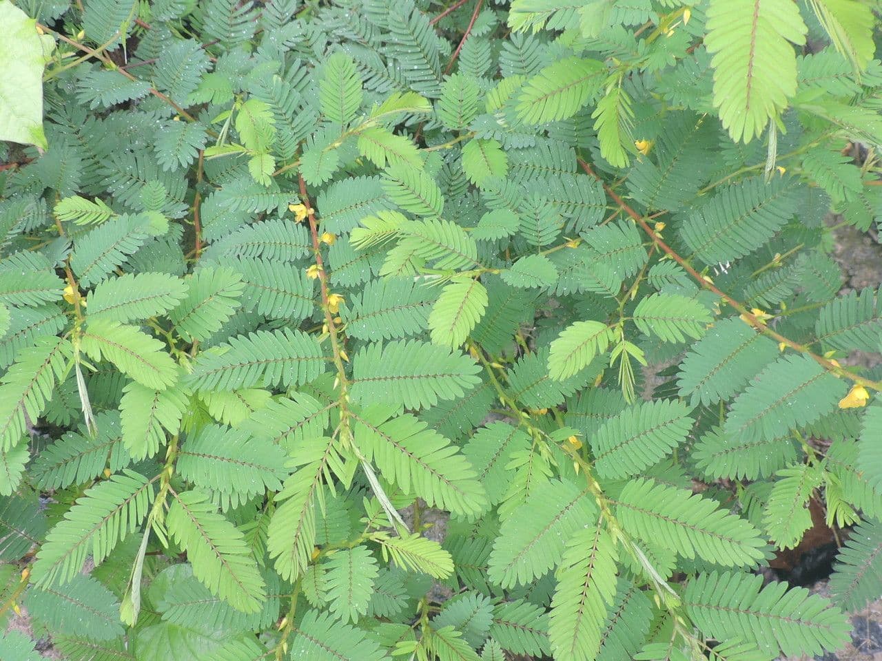 Herbe sensible 11