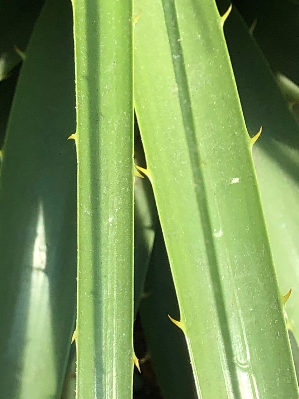 Puya 14