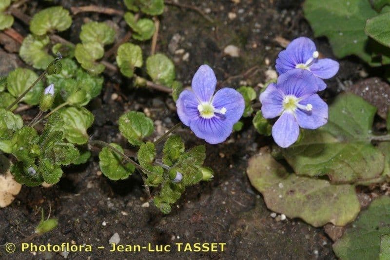 Veronica filiforme 27