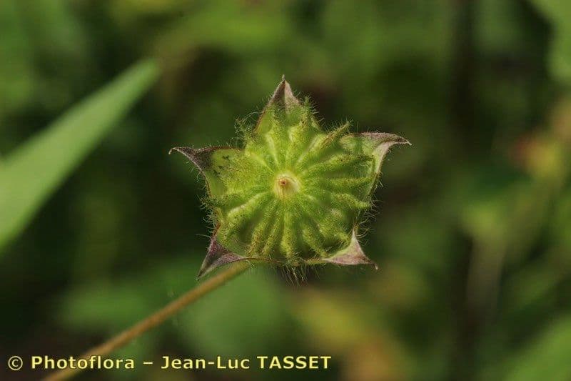Anoda crestata 4