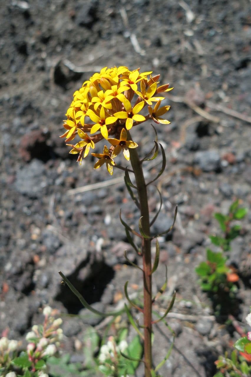 Quinchamalium 8