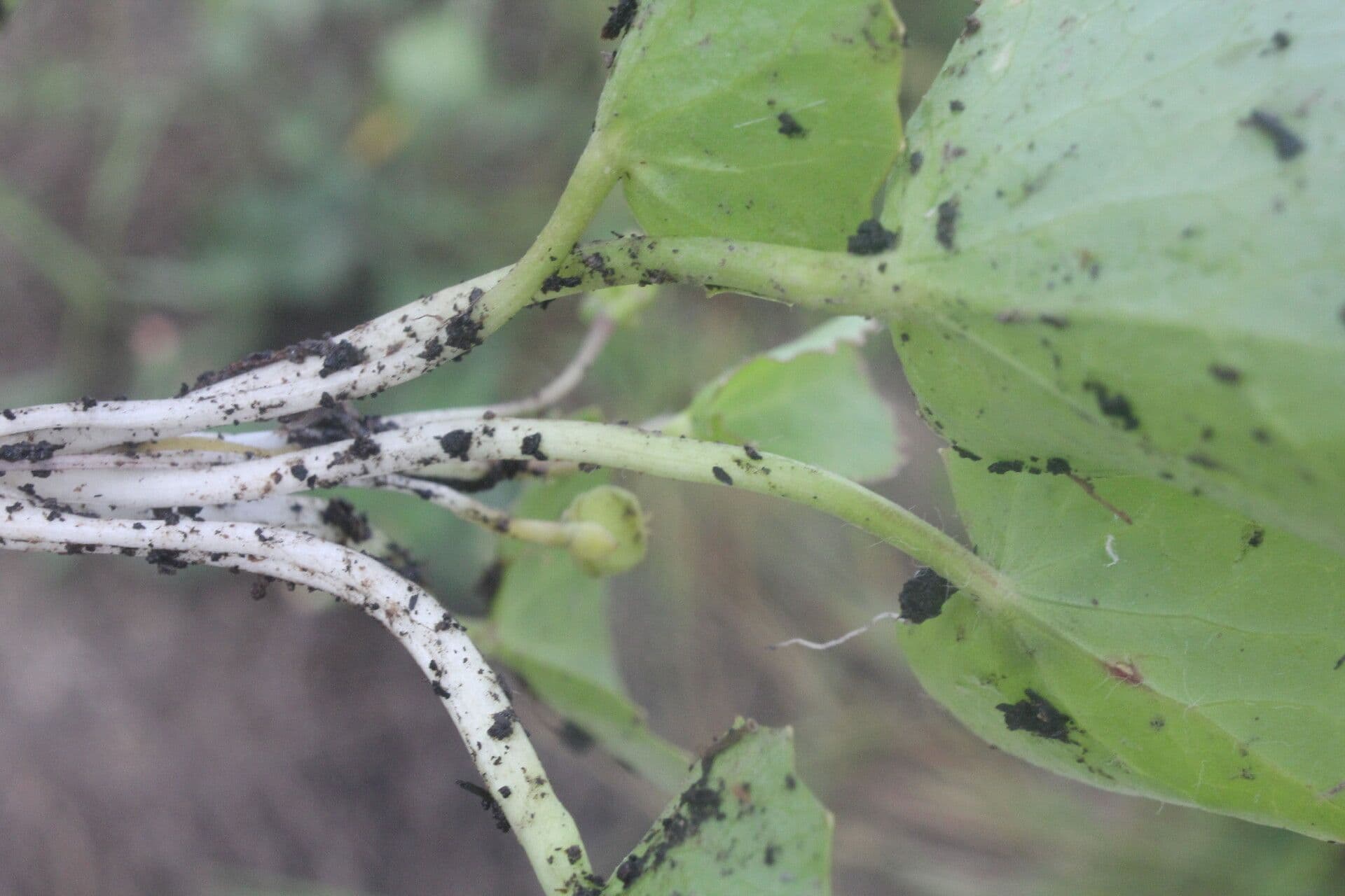 Centella erecta 3