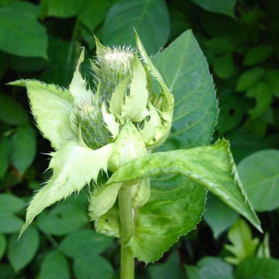 Kohldistel 6