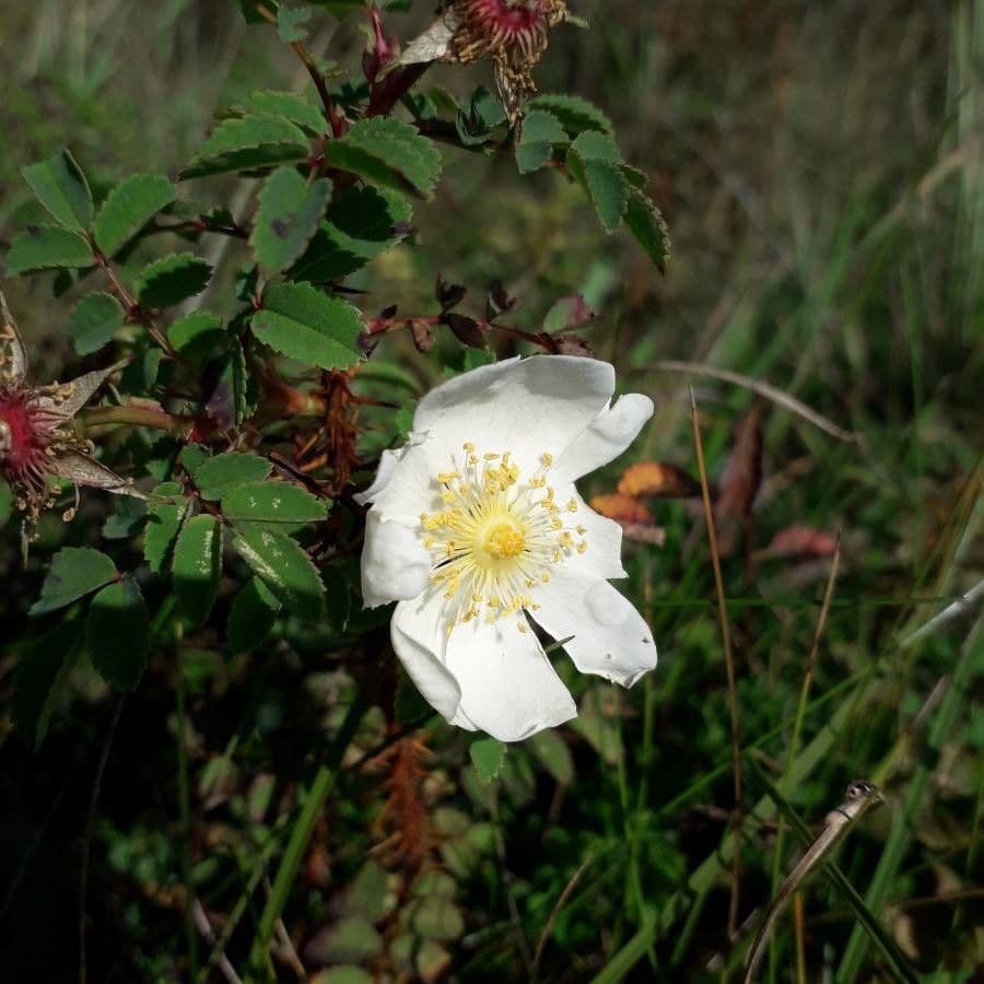 Bibernell-Rose 7