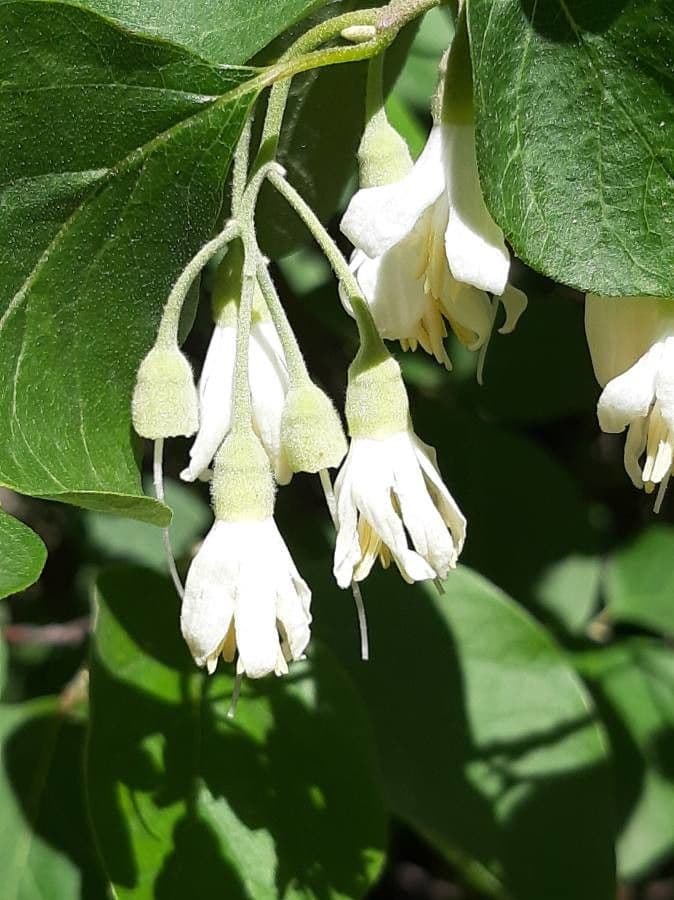 Styrax officinalis 10