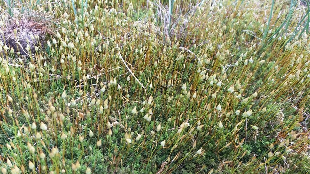 Moenchia erecta 13