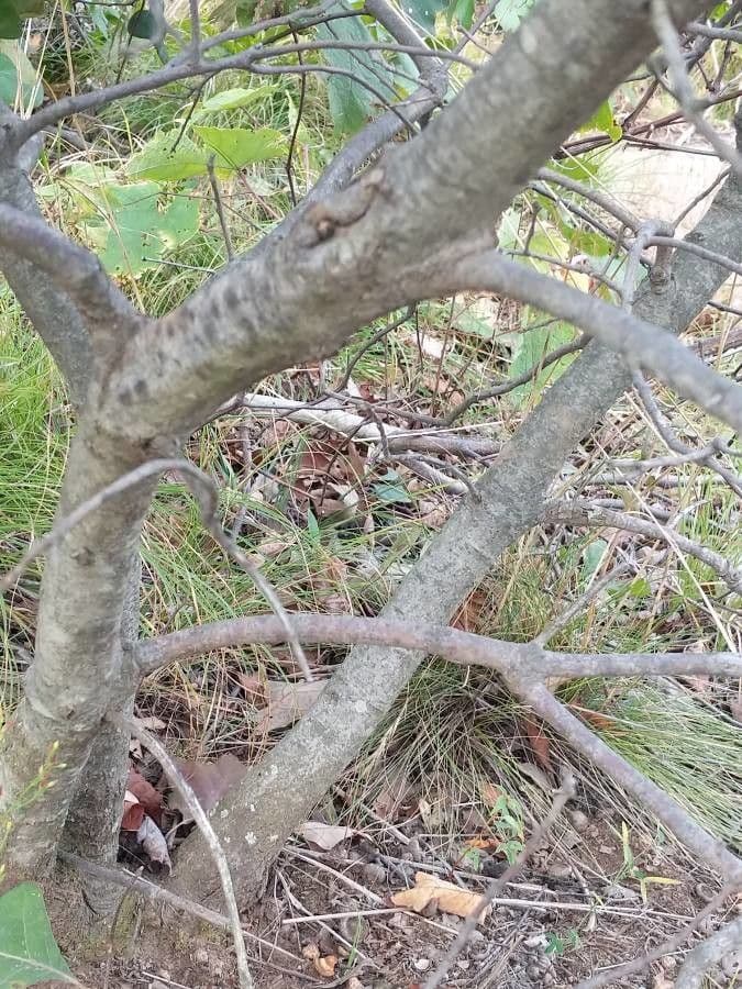 Quercia ilex 13