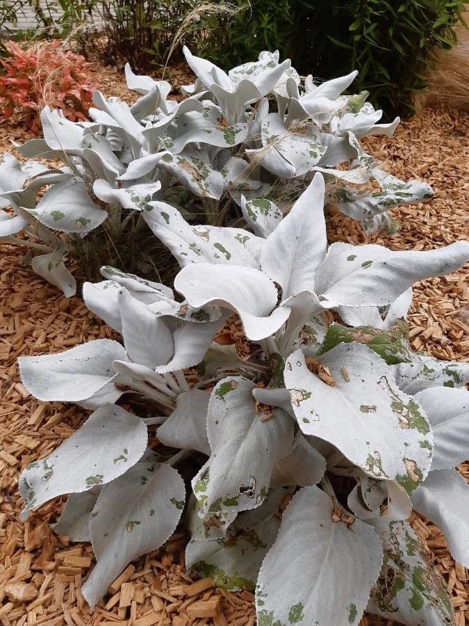 Senecio 4