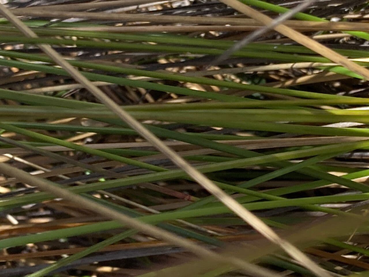 Calamagrostis 12