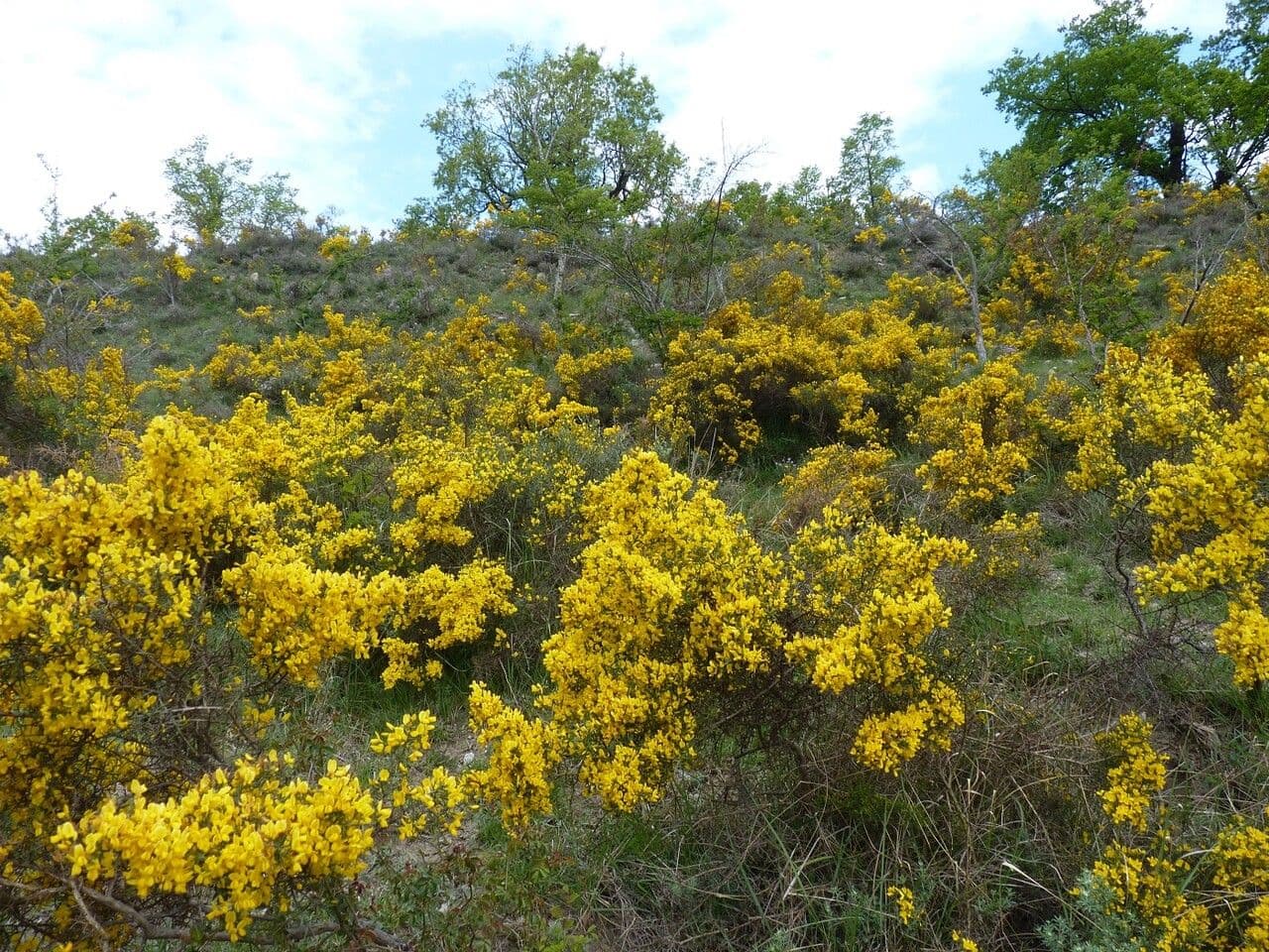 Ginestra spinosa 27