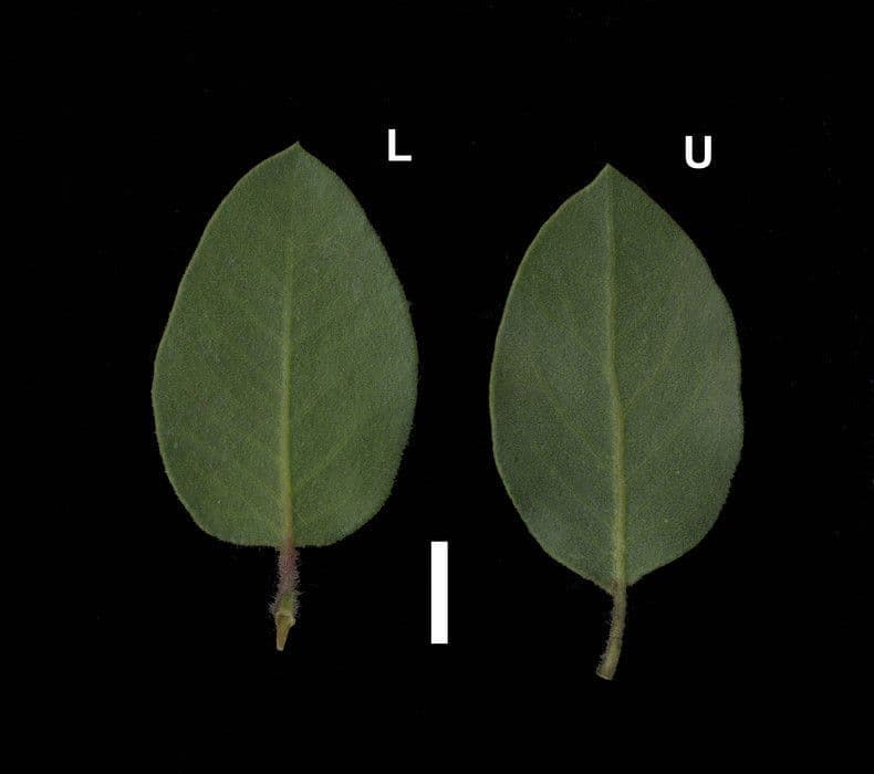 Arctostaphylos 3