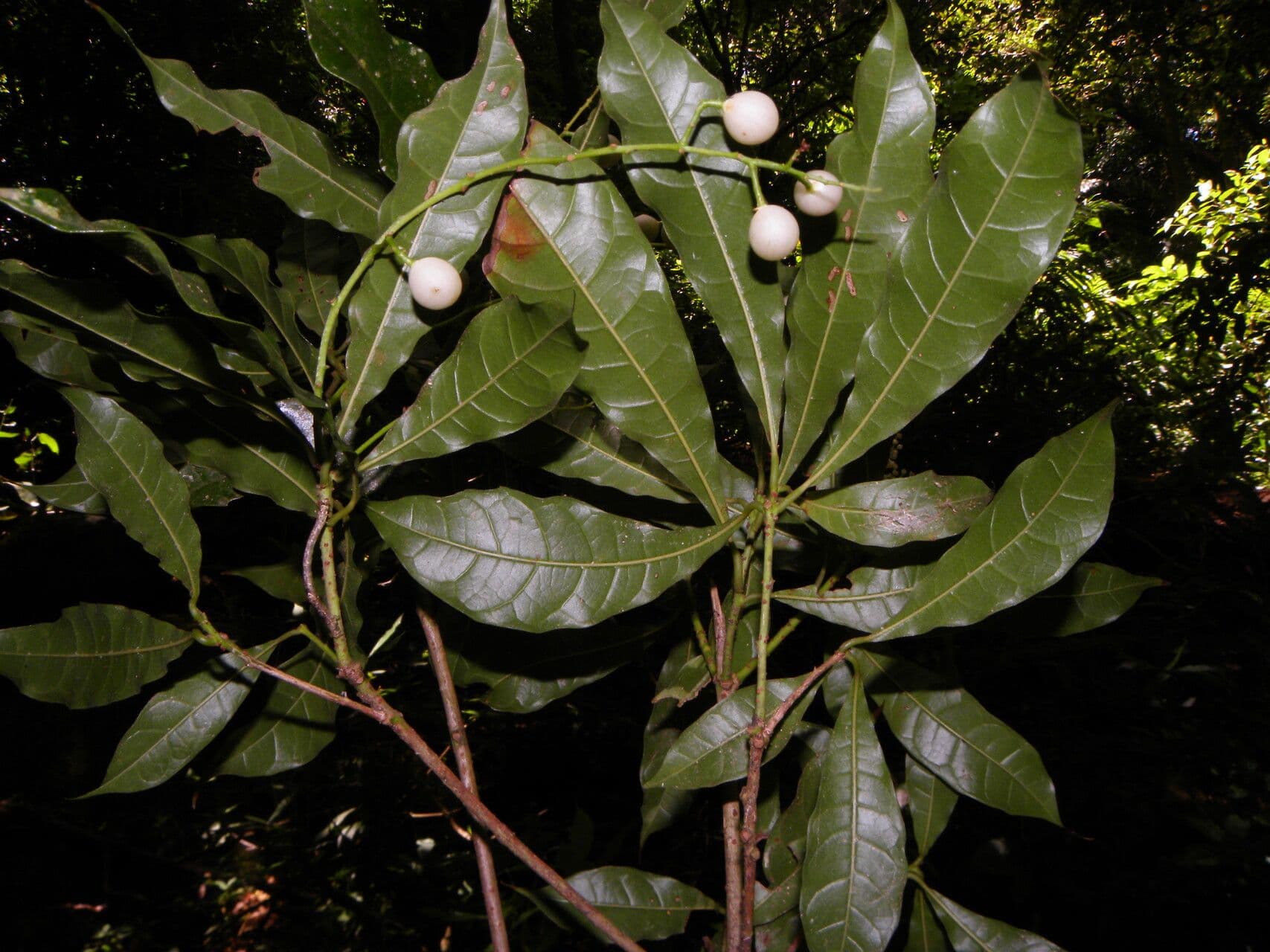 Meliosma 3