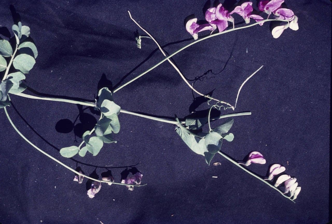 Prunkiger Platterbse 5