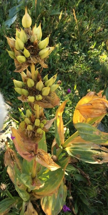 Genziana maggiore 4