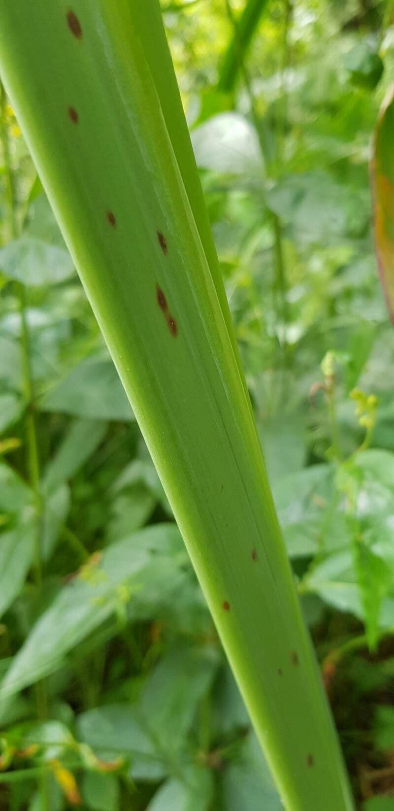 Thalia dealbata 18