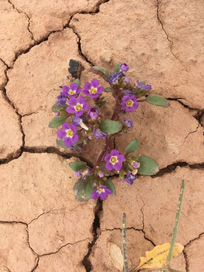 Phacelia