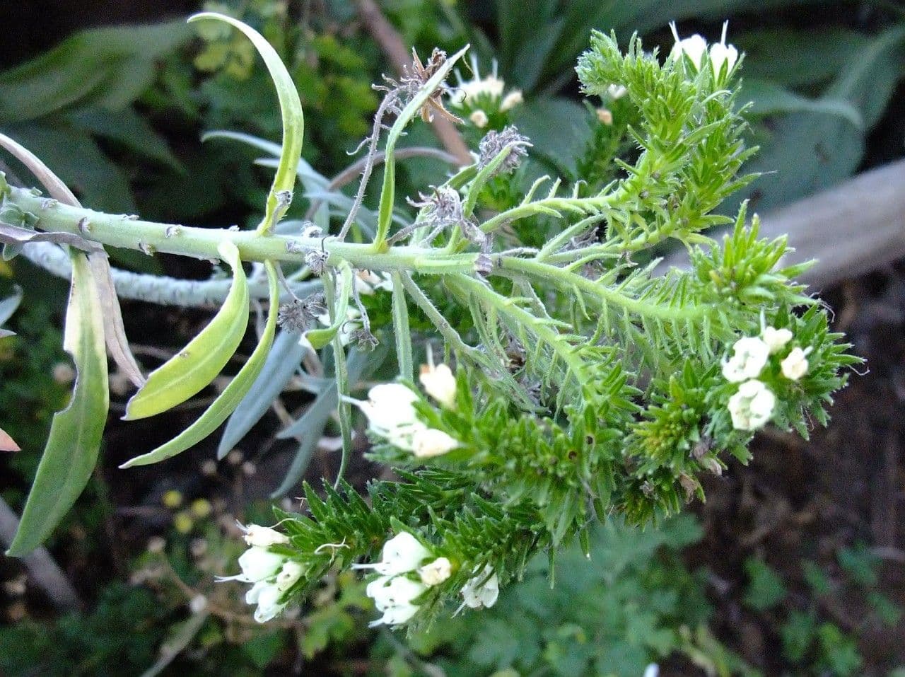 Echium di Sventen 4