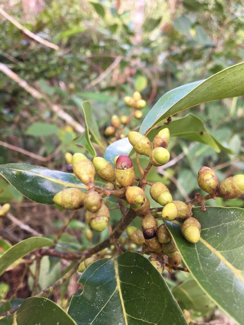 Ocotea notata