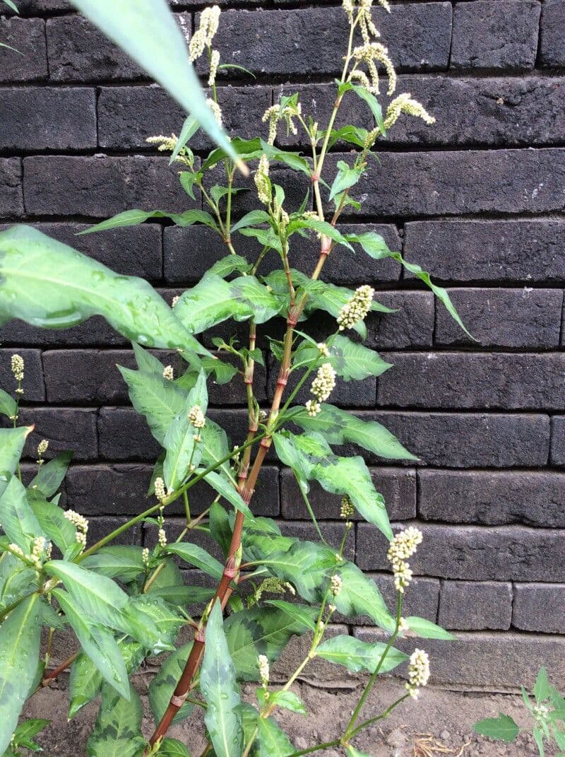 Persicaria de hoja de acedera 29