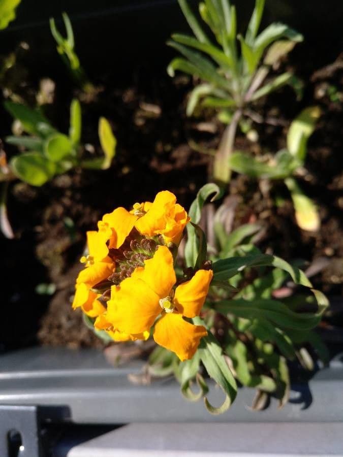 Erysimum 6