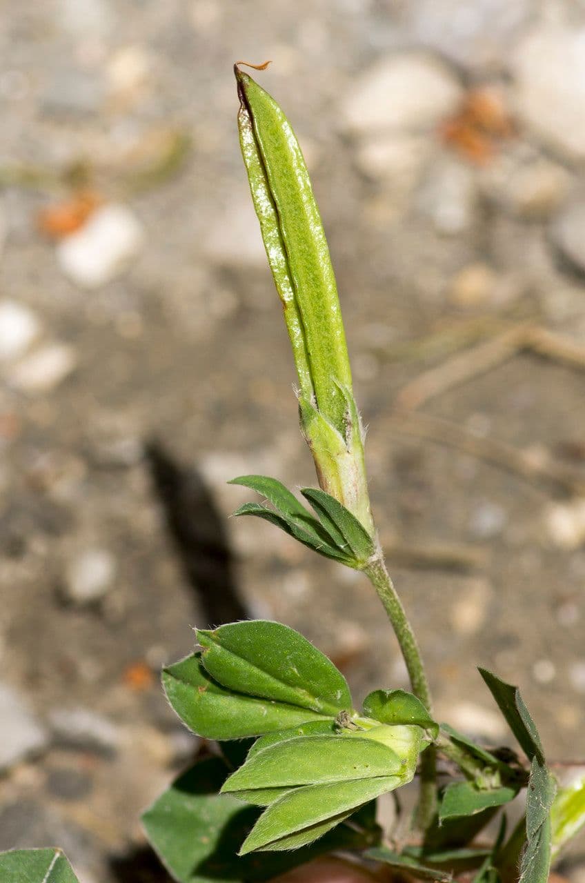 Spargelklee 23