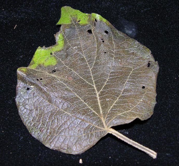 Amphilophium paniculato 18